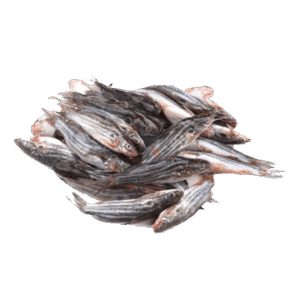 Tengra (টেংরা) প্রতি kg